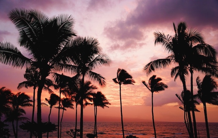 Goa Sunset and palm trees