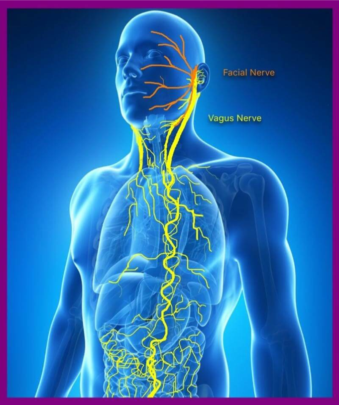 Image of vagus nerve running through the body